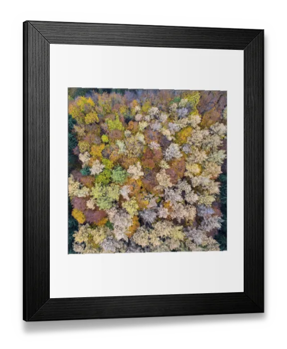 Framed Print : Autumn coloured mixed forest, aerial photo