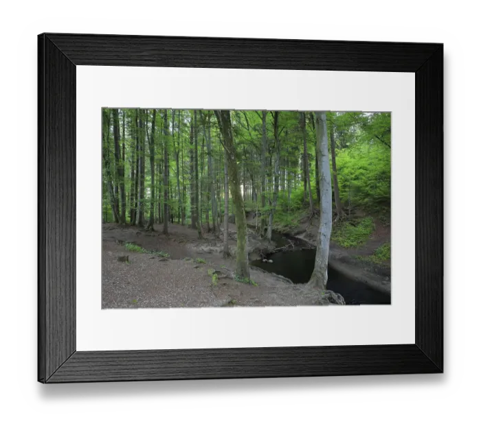 Framed Print : Fellbach, stream, beech (Fagus)