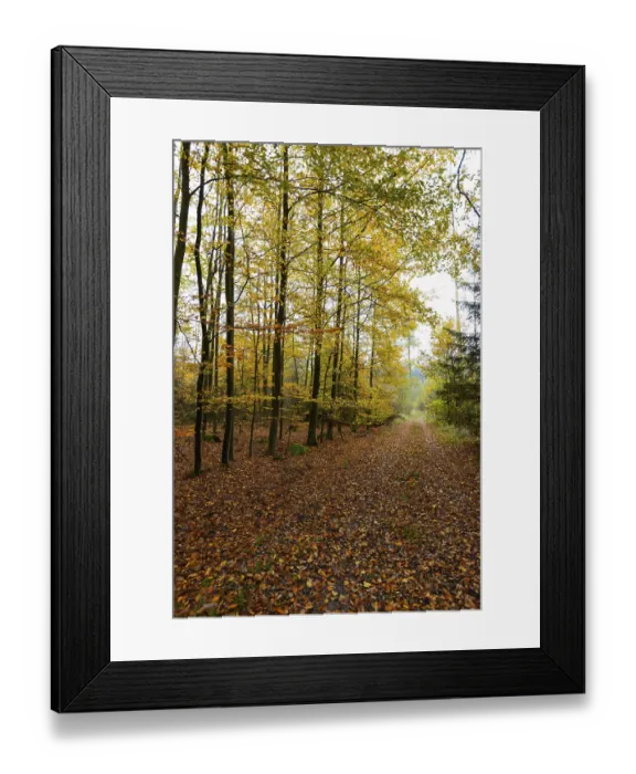 Framed Print : Autumnal coloured beech forest with morning fog