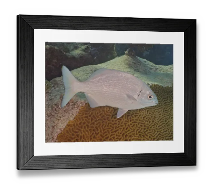 Framed Print : Bermuda rudderfish (Kyphosus sectatrix)
