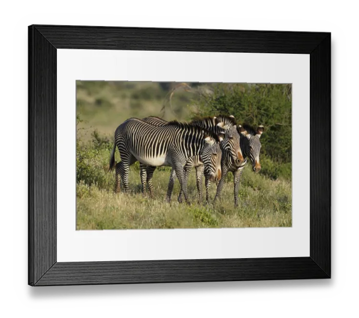Framed Print : Grevy's zebra, or Imperial zebra (Equus grevyi) Framed Print : Grevy's zebra, or Imperial zebra (Equus grevyi)