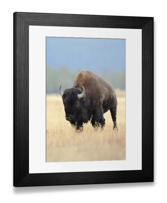 Framed Print : American Bison, Yellowstone national park Framed Print : American Bison, Yellowstone national park
