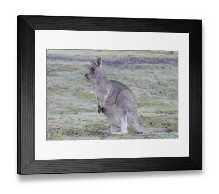 Framed Print : Western Grey Kangaroo or Kangaroo Island Kangaroo (Macropus fuliginosus) Framed Print : Western Grey Kangaroo or Kangaroo Island Kangaroo (Macropus fuliginosus)