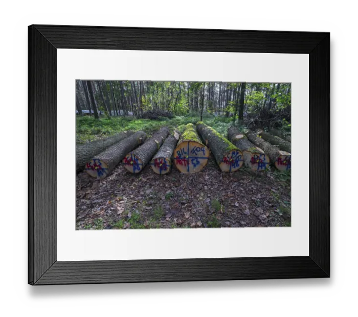 Framed Print : Markings on felled trees, Bavaria, Germany, Europe