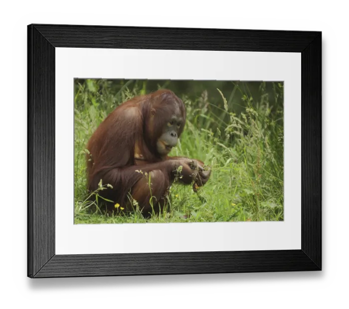 Framed Print : Bornean orangutan (Pongo pygmaeus) Framed Print : Bornean orangutan (Pongo pygmaeus)