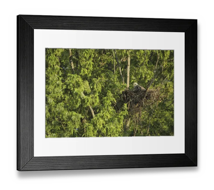 Framed Print : Juvenile common kestrel (Falco tinnunculus) in a nest on a tree Framed Print : Juvenile common kestrel (Falco tinnunculus) in a nest on a tree