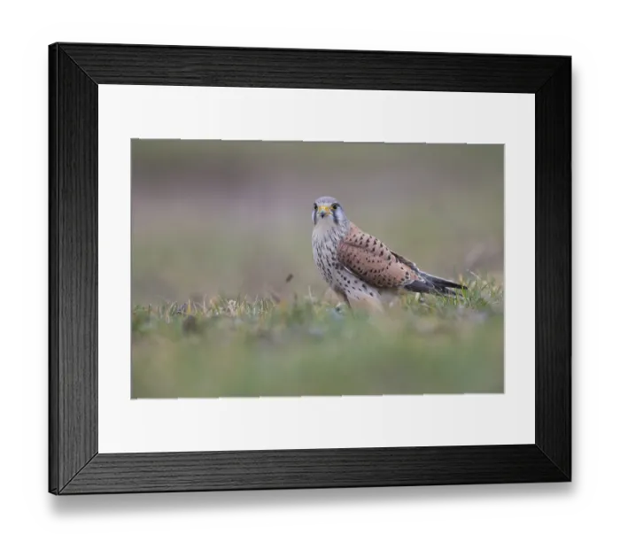 Framed Print : Common Kestrel (Falco tinnunculus) sits in Wiese
