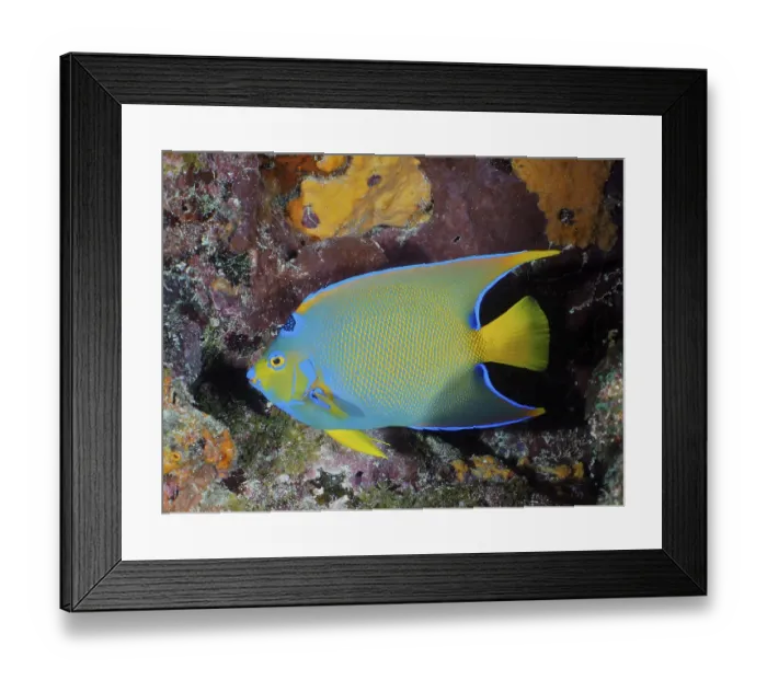 Framed Print : Queen Angelfish (Holacanthus ciliaris)