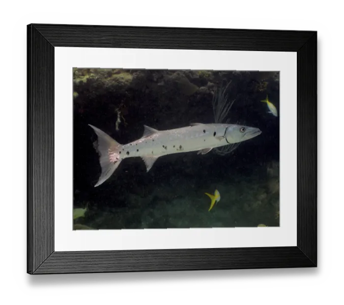 Framed Print : Great barracuda (Sphyraena barracuda) Framed Print : Great barracuda (Sphyraena barracuda)