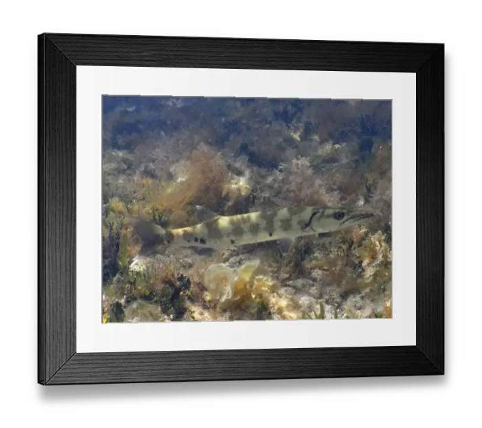Framed Print : Great Barracuda (Sphyraena barracuda) Framed Print : Great Barracuda (Sphyraena barracuda)