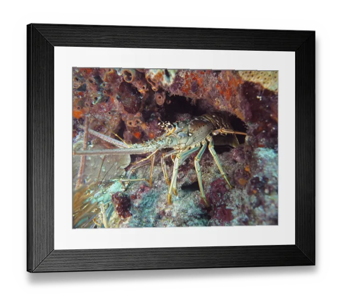 Framed Print : A Caribbean spiny crayfish (Panulirus argus) hides in a cave on the seabed