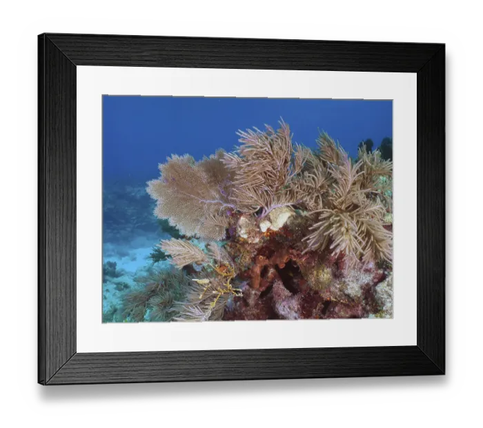 Framed Print : Multicoloured corals