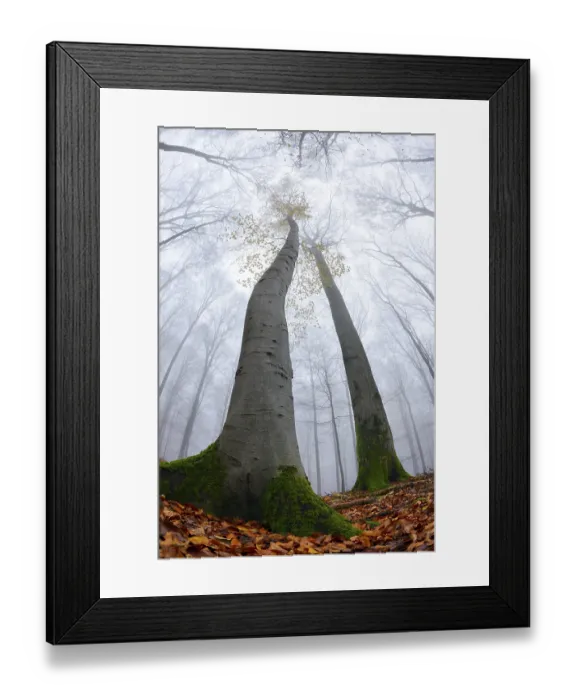 Framed Print : Beech (fagus) with a few yellow leaves in autumn