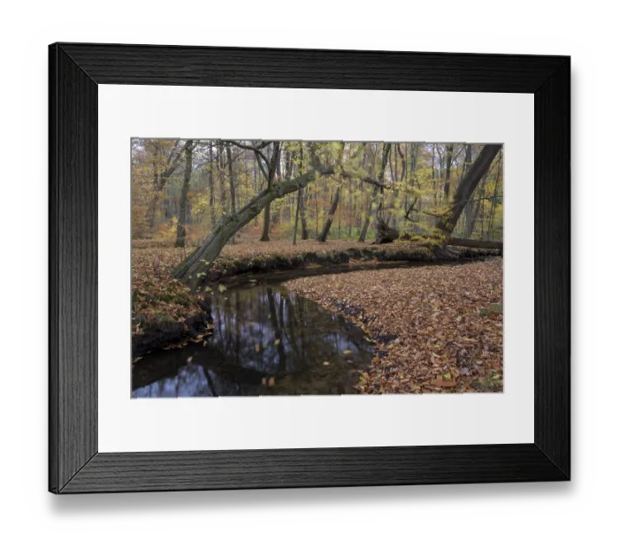 Framed Print : Rotbach, near-natural stream, beech forest Framed Print : Rotbach, near-natural stream, beech forest