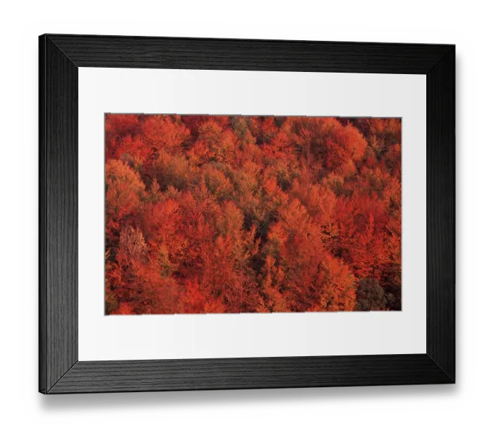 Framed Print : Beech forest in autumn, Bramwald