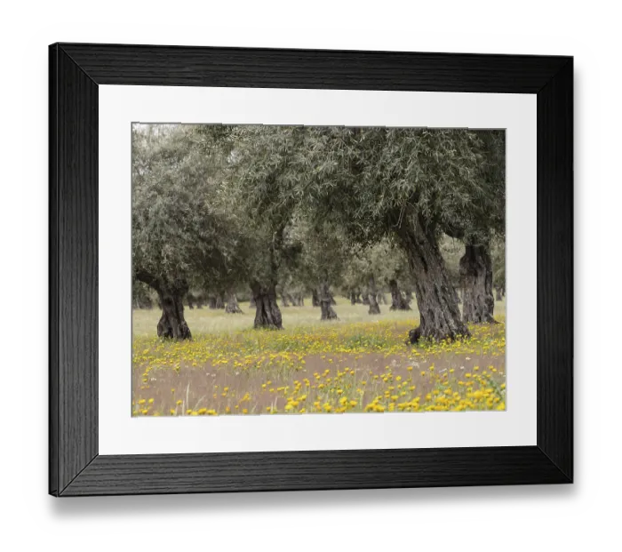 Framed Print : Old olive grove in spring, Extremadura