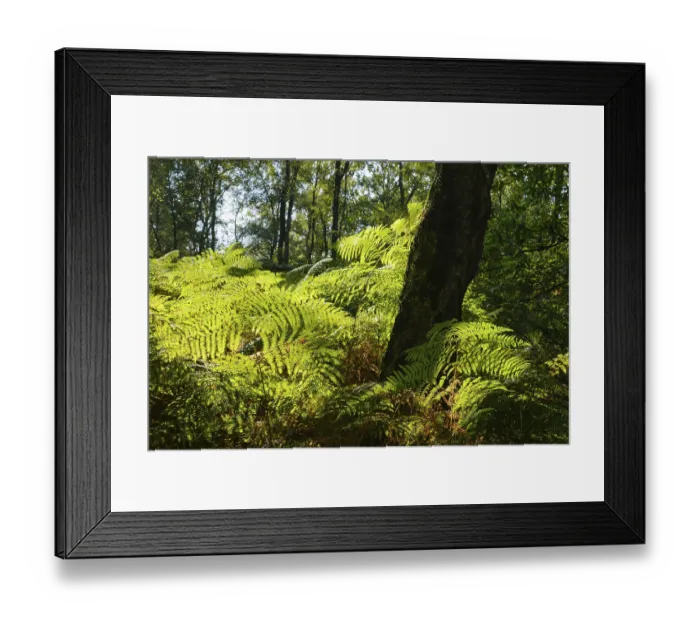 Framed Print : Glowing wood fern (Dryopteris) in the forest