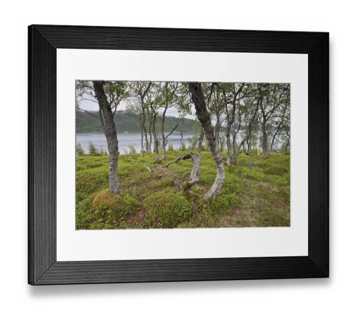 Framed Print : Birch (Betula pendula) forest, Lofoten