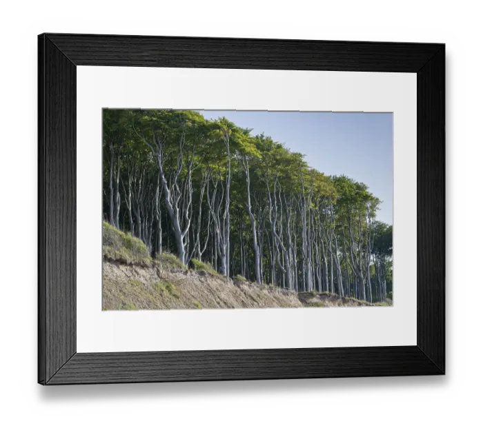 Framed Print : Beech forest (Fagus sylvatica)