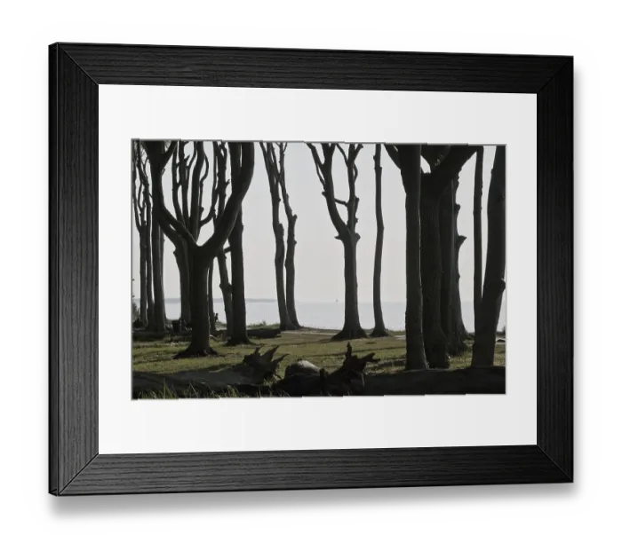 Framed Print : Beech forest (Fagus sylvatica)