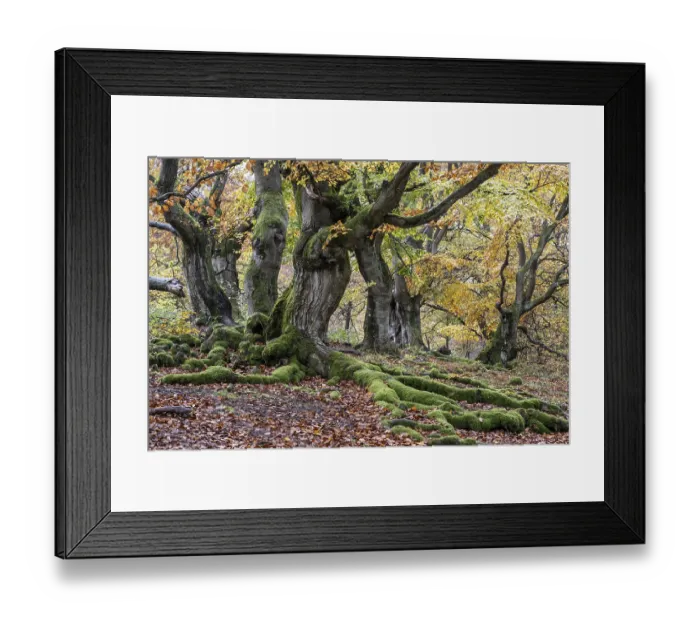 Framed Print : Old copper beeches (Fagus sylvatica) in the Hutewald Halloh