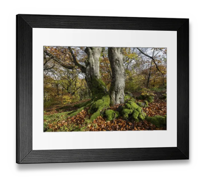 Framed Print : Old copper beeches (Fagus sylvatica) in the Hutewald Halloh
