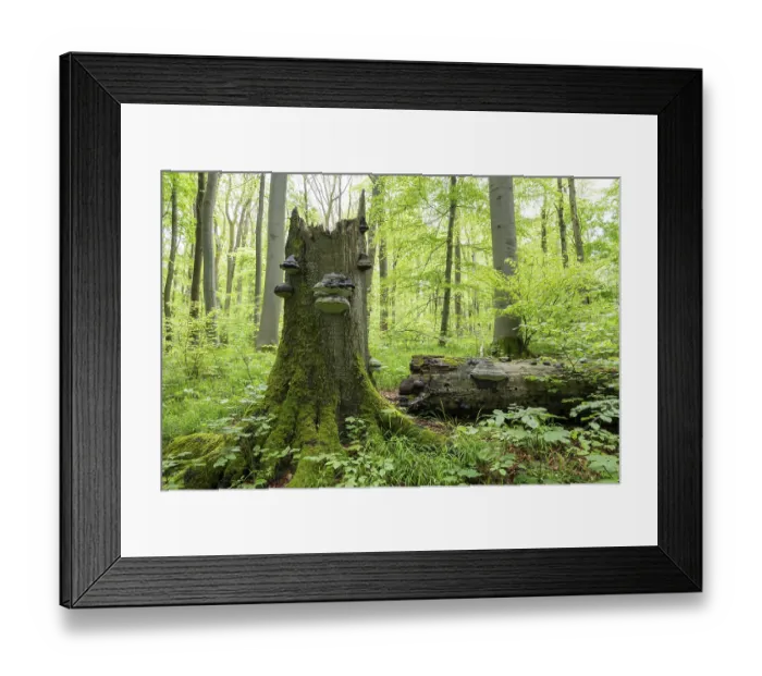 Framed Print : Near-natural deciduous forest Framed Print : Near-natural deciduous forest