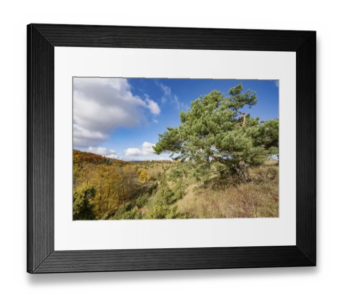 Framed Print : Common pine (Pinus sylvestris) Framed Print : Common pine (Pinus sylvestris)