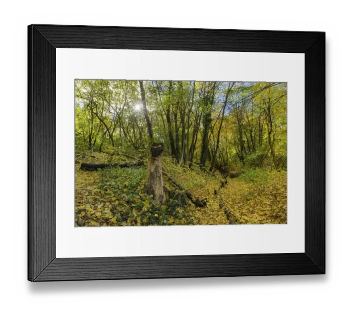 Framed Print : Autumn deciduous forest, Enzesfeld-Lindabrunn