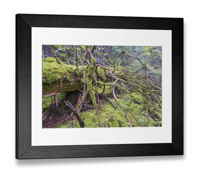 Framed Print : Fallen old tree covered in green moss in an old growth forest Framed Print : Fallen old tree covered in green moss in an old growth forest