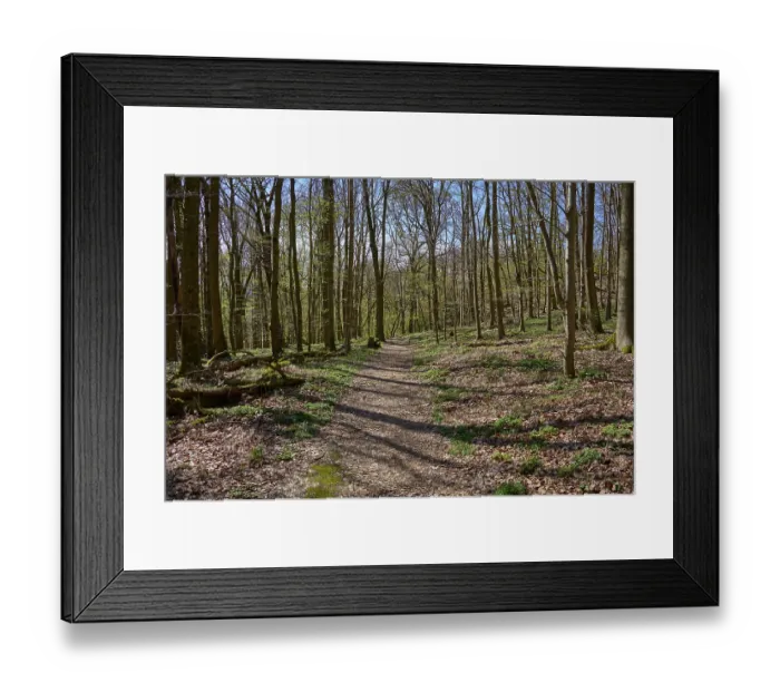 Framed Print : Forest path, bald, deciduous forest