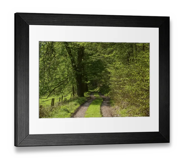 Framed Print : Forest path, beech, deciduous forest