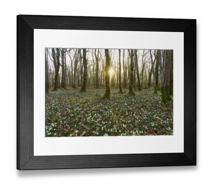 Framed Print : Spring forest with blooming spring snowflakes (Leucojum vernum) Framed Print : Spring forest with blooming spring snowflakes (Leucojum vernum)