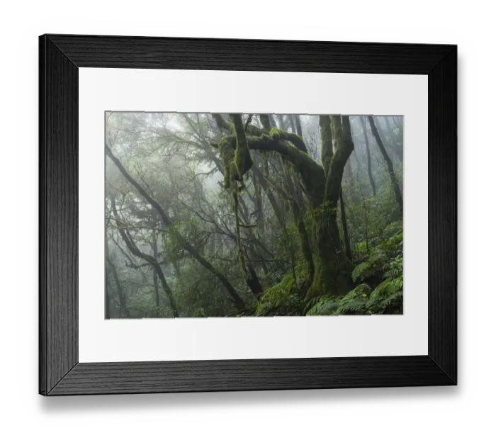 Framed Print : Laurel trees with mosses and lichens