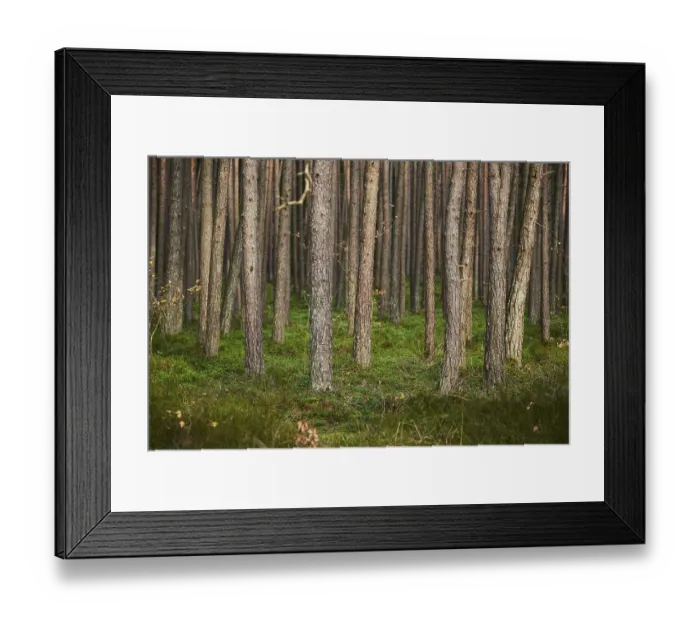 Framed Print : Tree trunks of the Scots pine (Pinus sylvestris) in the forest