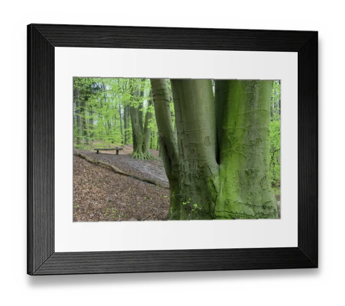 Framed Print : Beech trees ( Fagus sylvatica) in spring in the Dammer mountains