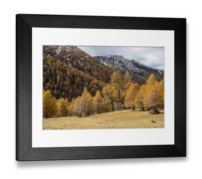 Framed Print : Autumn coloured larches, Nockberge Framed Print : Autumn coloured larches, Nockberge