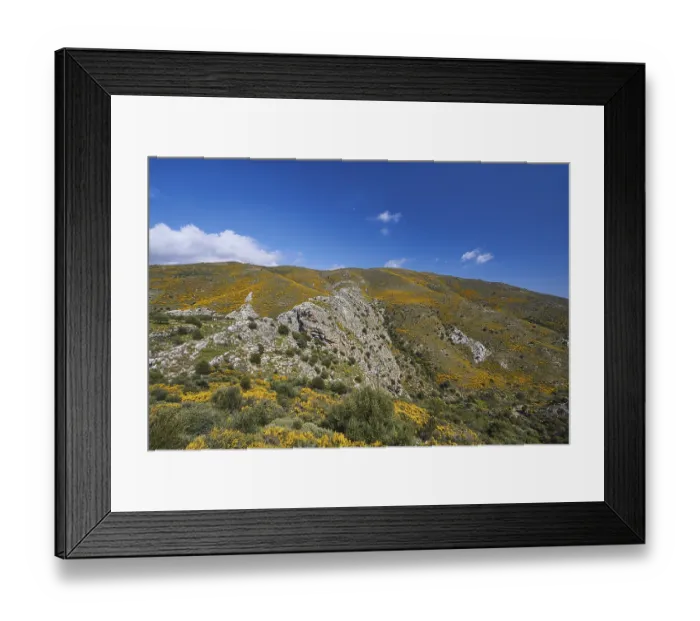 Framed Print : Spring in Crete, broom bushes, rocks