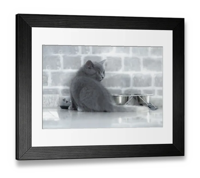 Framed Print : British Shorthair male, 11 weeks old