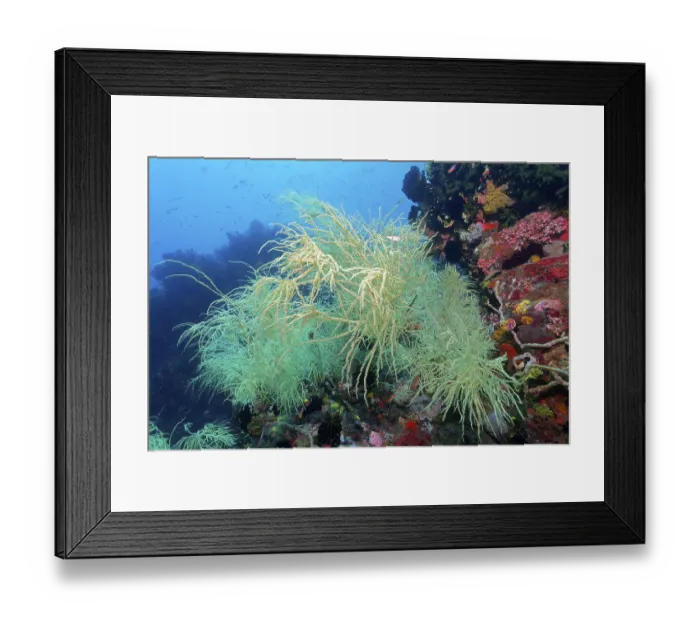 Framed Print : Black coral with yellow polyps (antipates) on coral reef