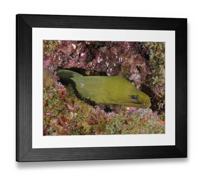 Framed Print : Green moray (Gymnothorax funebris)