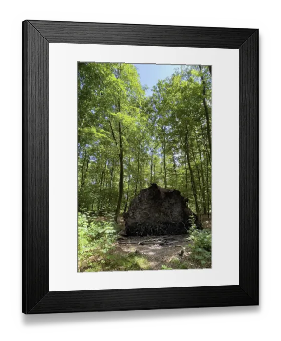 Framed Print : View of exposed torn roots of storm toppled fallen tree with shallow shallow root system short tree roots lies in mixed