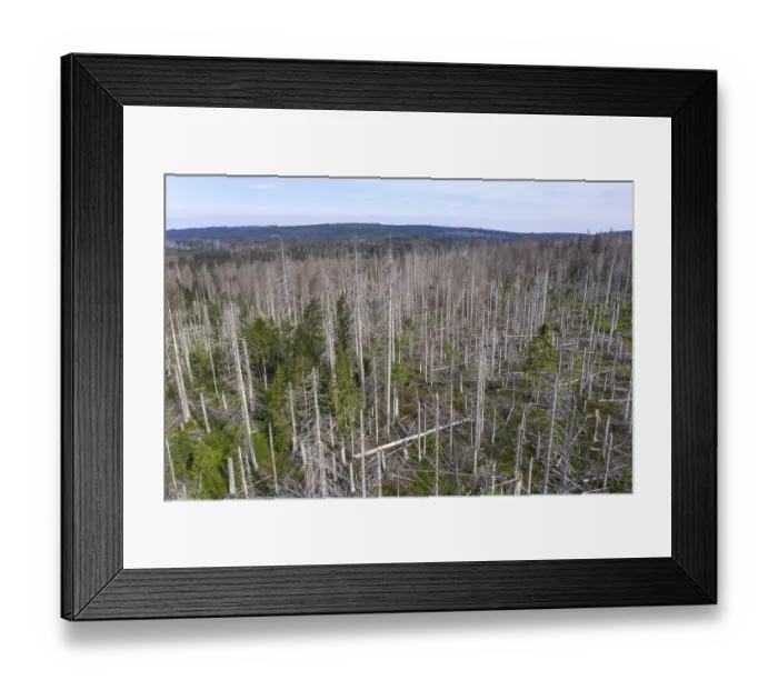 Framed Print : Aerial photo of dead spruces, due to infestation by bark beetles Framed Print : Aerial photo of dead spruces, due to infestation by bark beetles