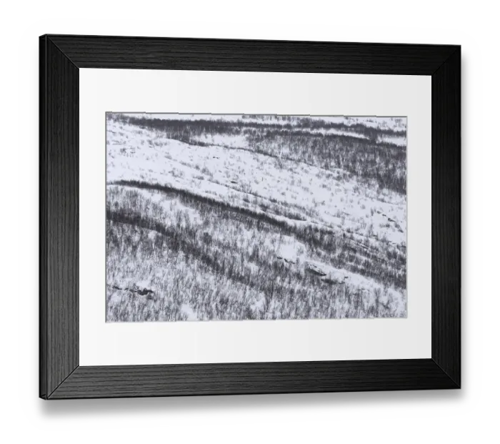 Framed Print : Aerial view over birch trees in the snow of taiga