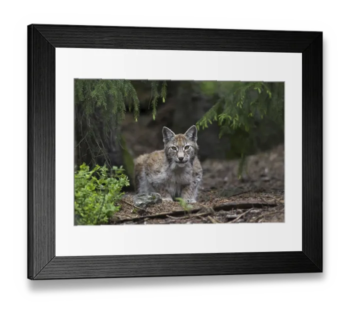 Framed Print : European lynx, Eurasian lynx (Lynx lynx) stalking prey in pine forest Framed Print : European lynx, Eurasian lynx (Lynx lynx) stalking prey in pine forest