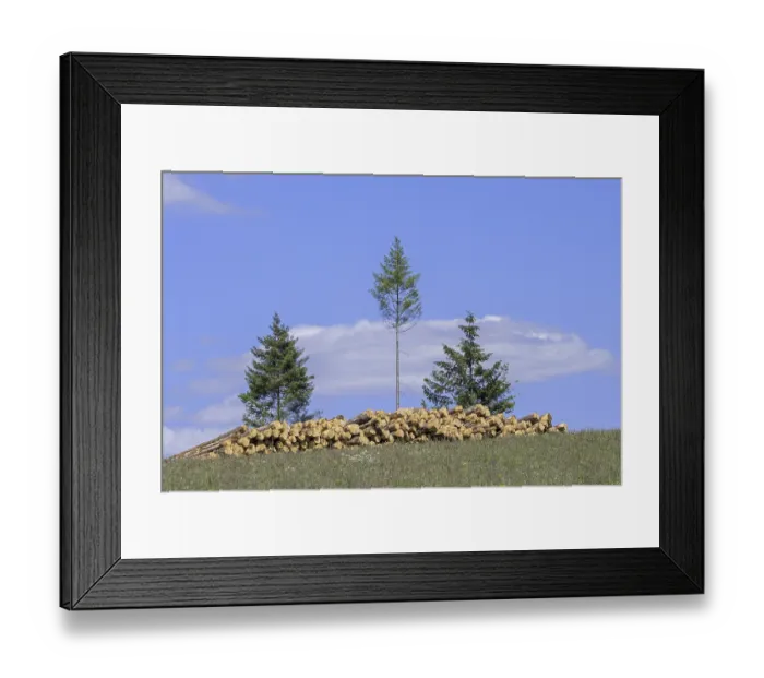 Framed Print : Deforestation showing huge wood pile of tree trunks in coniferous clearcut forest with a few remaining pine trees Framed Print : Deforestation showing huge wood pile of tree trunks in coniferous clearcut forest with a few remaining pine trees