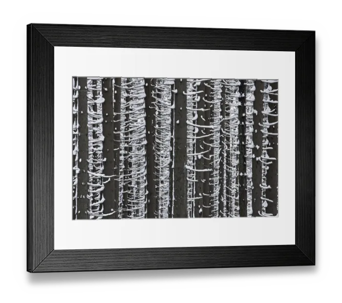 Framed Print : Norway spruce (Picea abies) trees in the snow in winter in coniferous forest