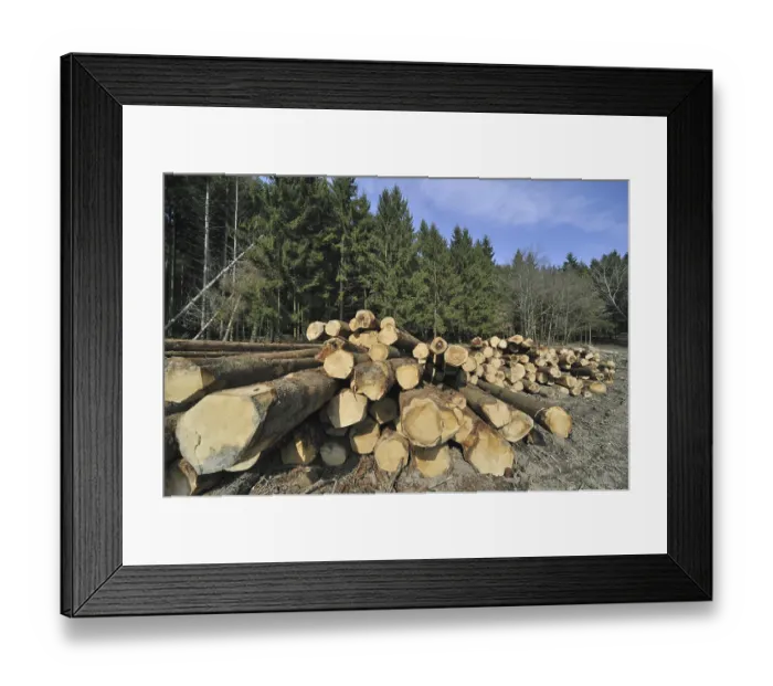 Framed Print : Houtstapel voor dennenbos in de Ardennen