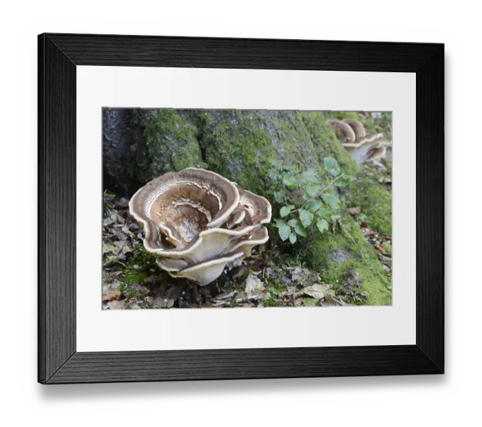 Framed Print : Giant Polypore (Meripilus giganteus) Framed Print : Giant Polypore (Meripilus giganteus)