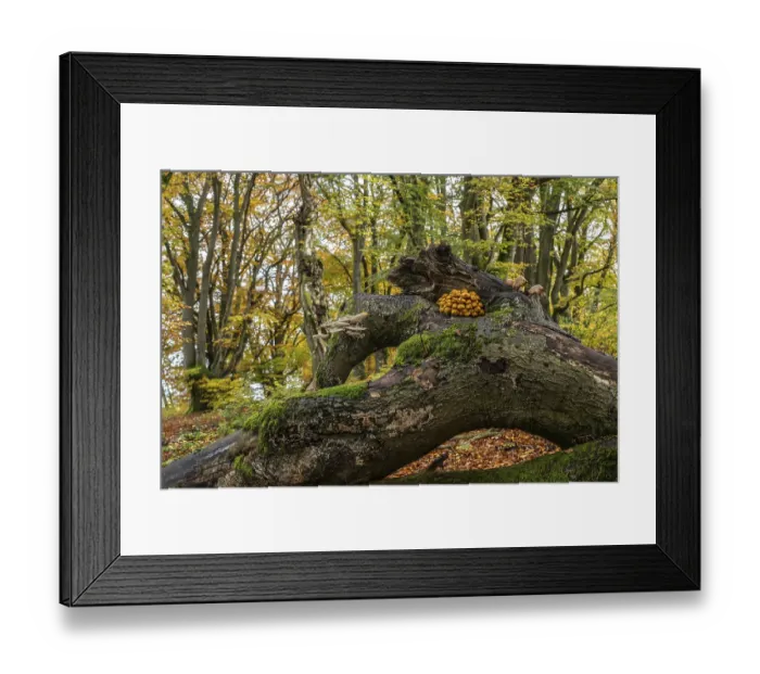 Framed Print : Golden scalycap (Pholiota aurivella) and porcelain fungi (Oudemansiella mucida) in the Hutewald Halloh